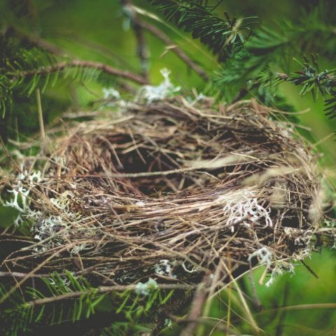 What is Empty Nest Syndrome? A Useful Guide to this Evolving Phenomenon