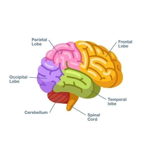 Lóbulo frontal: áreas, funciones y patologías asociadas