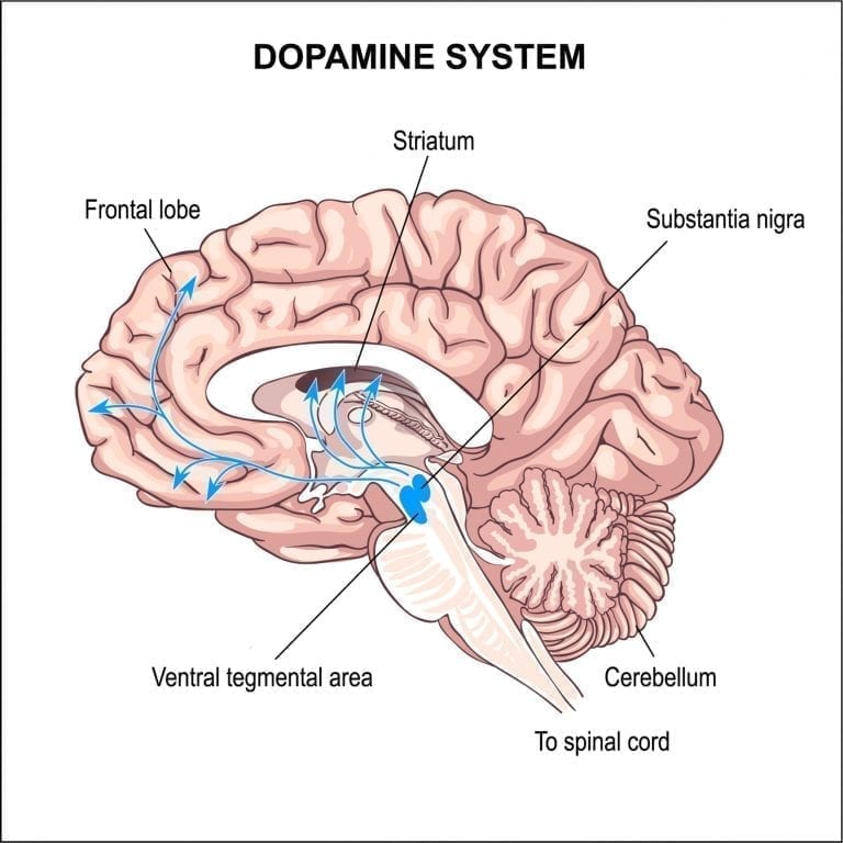 Qu est ce que la dopamine et à quoi sert elle Questions Réponses