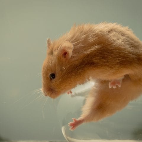 Brain implants give lab rats a sixth sense and let them “touch” light