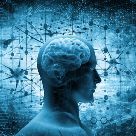 A unique brain area linked to higher cognitive capacities