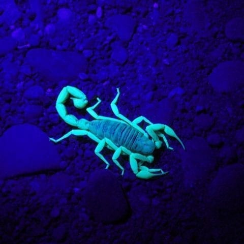Illuminating brain tumors with scorpion toxins could save lives