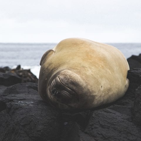 How seals sleep with only half their brain at a time