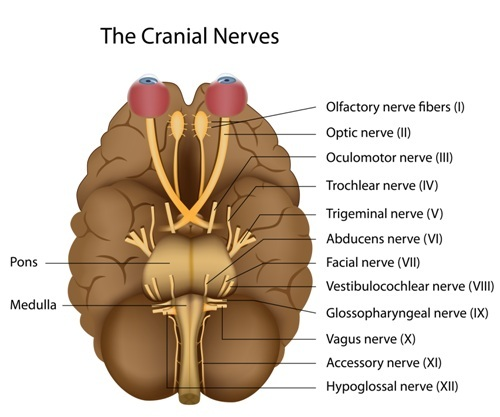 The nervous system and the brain