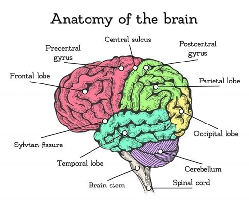 大脑的解剖学