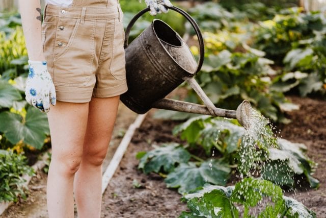 Why Gardening is Good for Your Mental Health